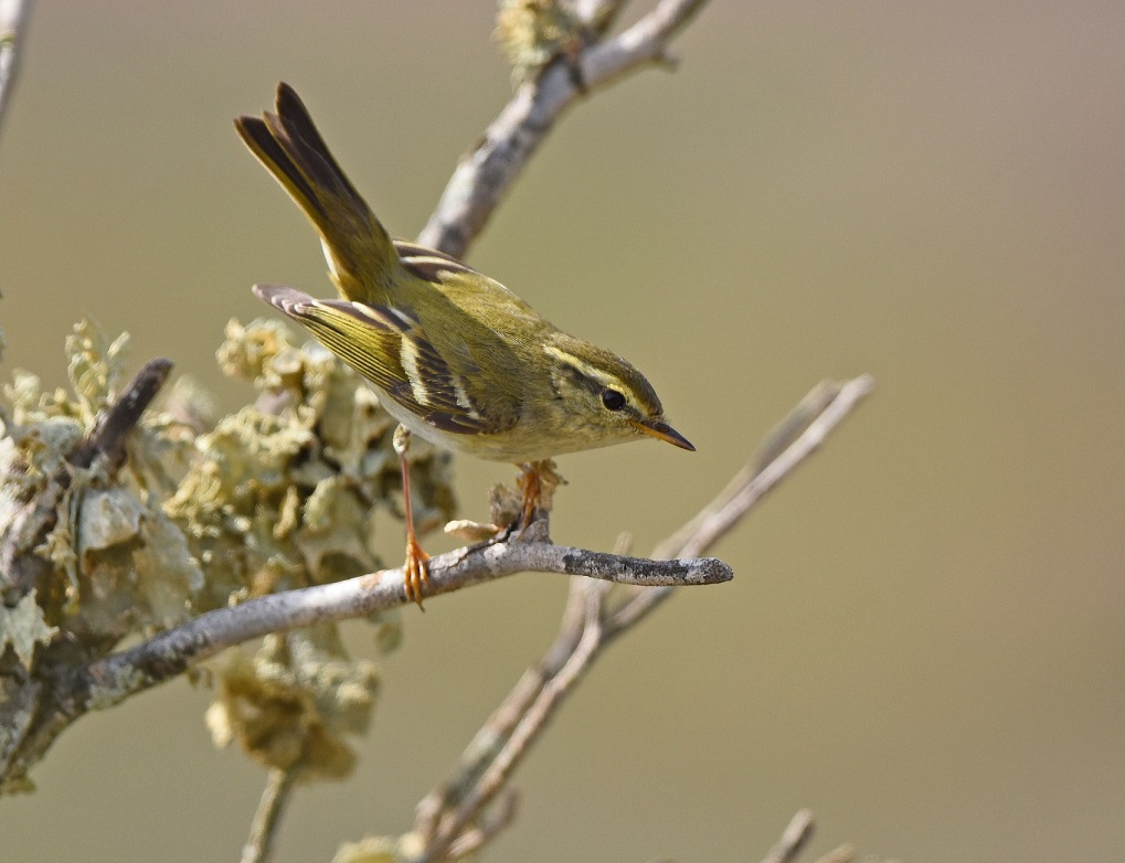 Phylloscopus inornatus - Isola di Lanzarote (Canarie)